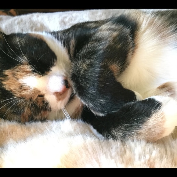 Meet your Posher, Sophia - Picture 1 of 1